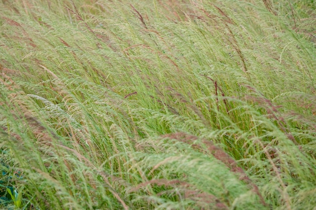 Natuurlijk grasveld.