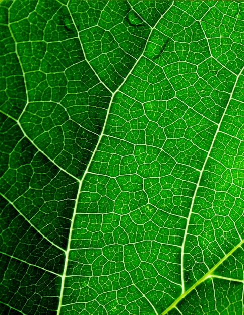 Natuurlijk groen blad in de zomer. Verse groenten.