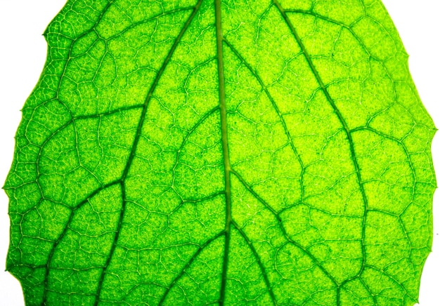 Natuurlijk groen blad op een witte geïsoleerde achtergrond Gedetailleerde textuur van een groen natuurlijk blad van een plant