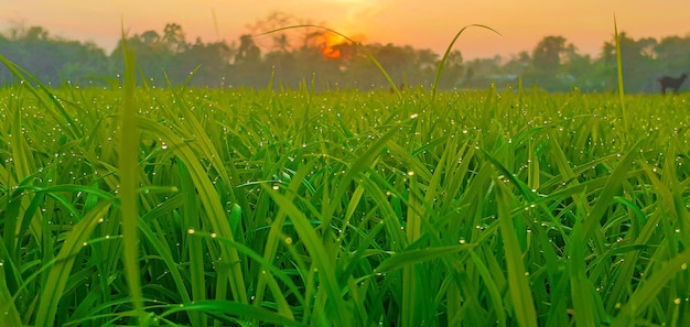 Natuurlijk groen en zonsondergang