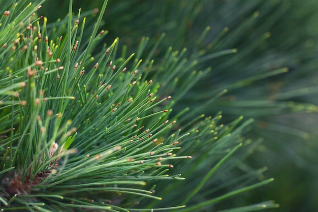 Natuurlijk groen grenen. Nette tak dicht omhoog. Kerst achtergrond