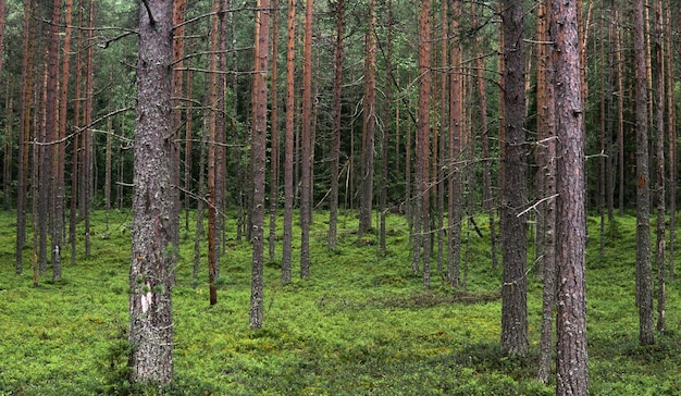 natuurlijk landschap boreale dennenbos met mos onderbos naaldbomen taiga