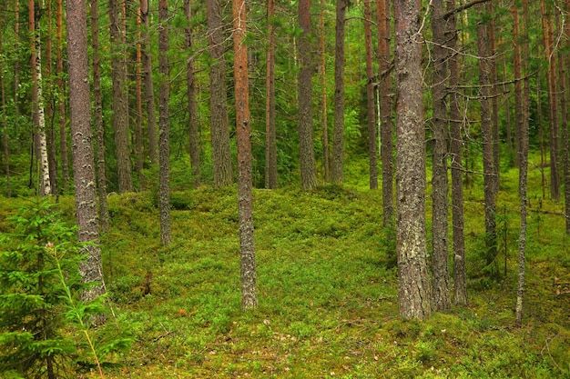 natuurlijk landschap boreale dennenbos met mos onderbos naaldbomen taiga