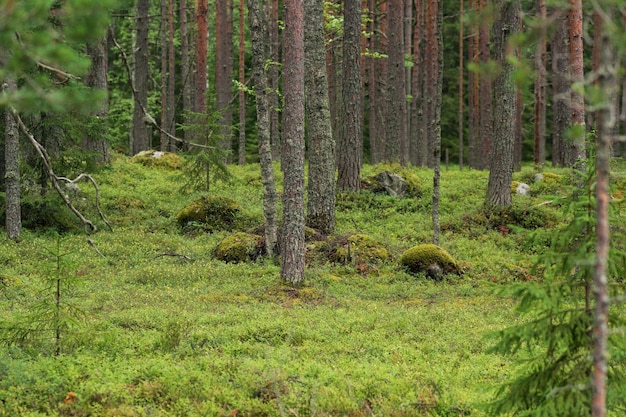 natuurlijk landschap boreale dennenbos met mos onderbos naaldbomen taiga