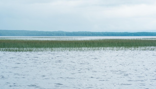 Natuurlijk landschap uitgestrekt ondiep meer met rietbanken op een regenachtige dag