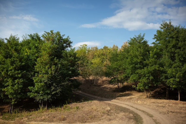 Natuurlijk landschap van dorpsweg die naar het bos leidt. Zonnige dag met blauwe lucht.