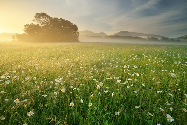 Natuurlijk landschap van kamilleweide