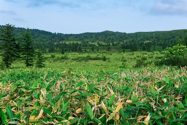 Natuurlijk landschap van kunashir-eilandbergbos met het struikgewas van bamboesasa op een voorgrond