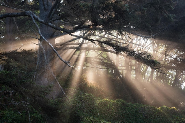 Natuurlijk landschapsbeeld van het zonlicht dat door de bosbomen gaat