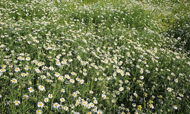 Natuurlijk lente madeliefje in de wei