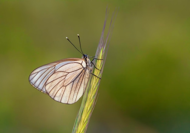 Natuurlijk leven; vlinder in de natuur. Fauna / flora-concept.