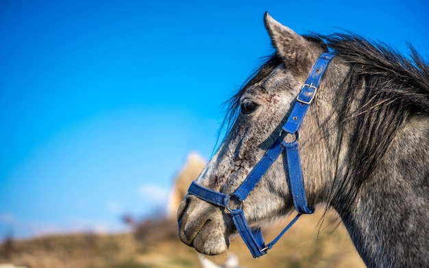 Natuurlijk paardenportret