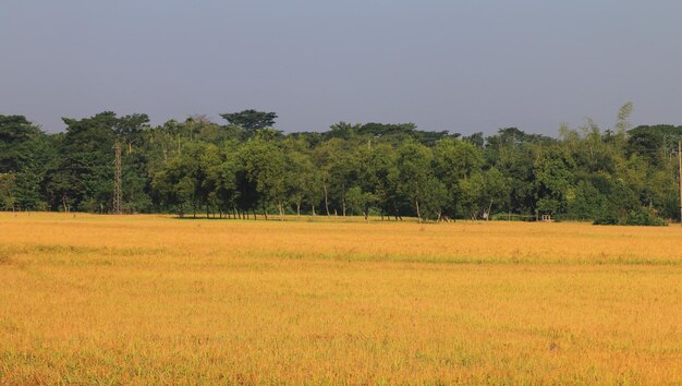 Natuurlijk padie- of rijstveld met agrarische schoonheid