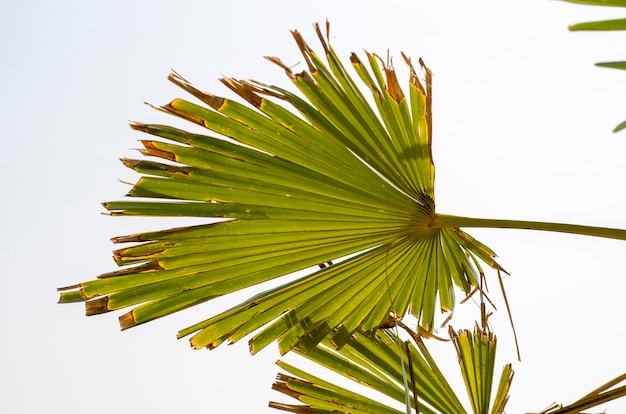 natuurlijk palmblad op een hemel