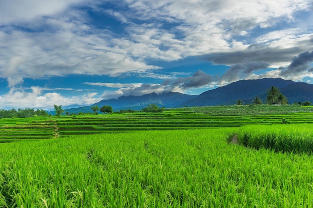Natuurlijk panorama van rijstvelden en bergen op het platteland van Indonesië met zonsopgang