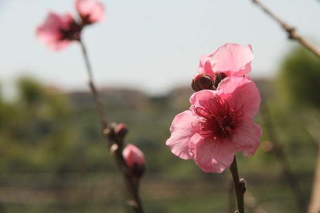 Natuurlijk roze roze bloemenveld aardse kleuren licht van het zomerseizoen