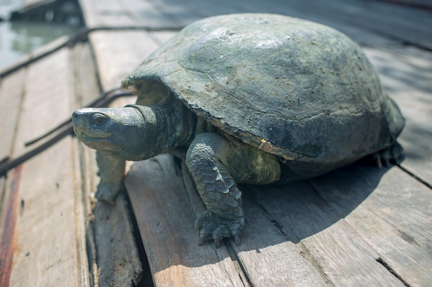 Natuurlijk van Thaise Schildpad dichtbij de rivierfocus selectief aan kop van schildpad