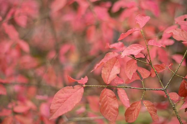 Natuurlijke abstracte achtergrond - een tak met roze bladeren.