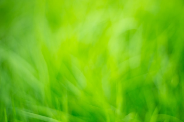 Natuurlijke abstracte groene kleur als achtergrond