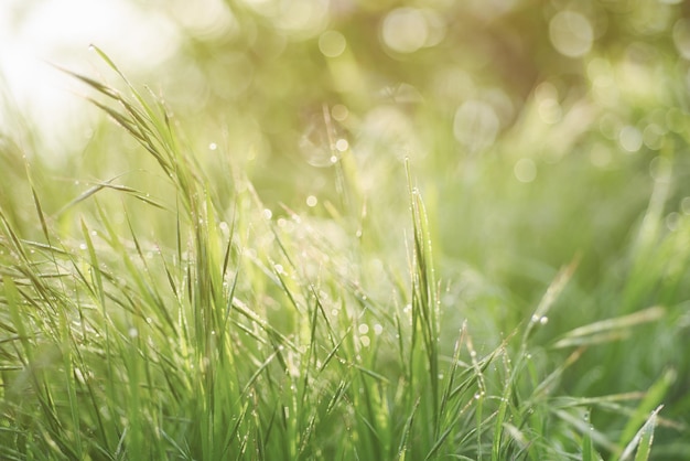 Natuurlijke abstracte zachtgroene intreepupil zonnige achtergrond met gras en lichte vlekken Lente Pasen achtergrond met kopieerruimte