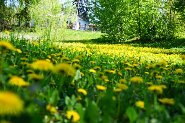 Natuurlijke achtergrond Bloeiende paardebloemen in de lente park close-up