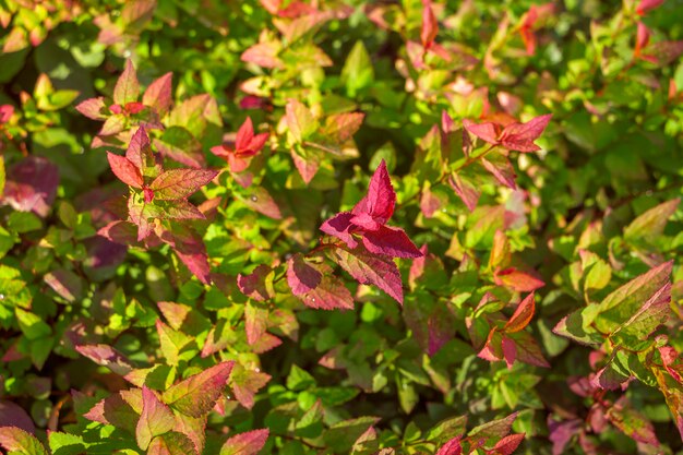 Natuurlijke achtergrond. Botanisch patroon met mooie frisse groene en roze bladeren van Spiraea japonica voor grafisch ontwerp en behang. Bladverliezende sierheesters van de familie Pink.