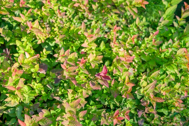 Natuurlijke achtergrond. Botanisch patroon met mooie frisse groene en roze bladeren van Spiraea japonica voor grafisch ontwerp en behang. Bladverliezende sierheesters van de familie Pink.