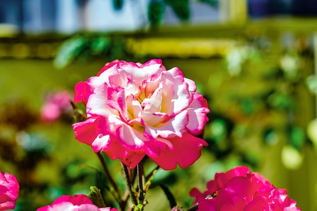 Natuurlijke achtergrond, foto van een levend bloeiende rozenstruik met roze bloemen