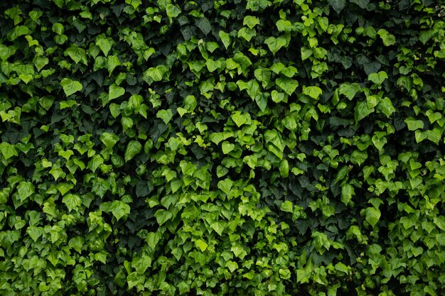 Natuurlijke achtergrond gemaakt van groene bladeren op de muur