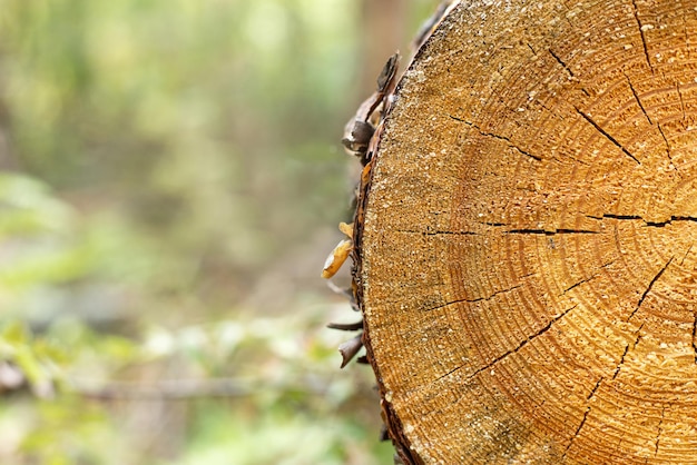 Natuurlijke achtergrond - gezaagd hout op een onscherpe achtergrond.