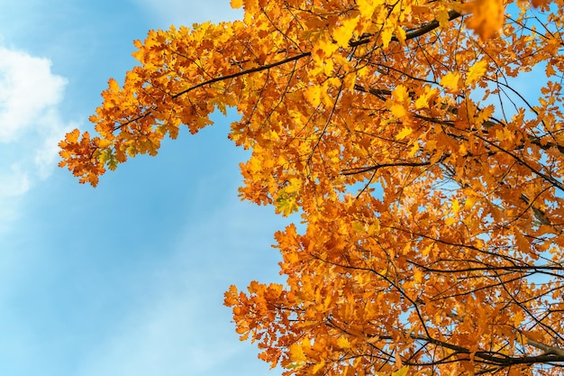 Natuurlijke achtergrond herfstbomen tegen een blauwe hemelachtergrond, boomkronen van onderaf gefotografeerd