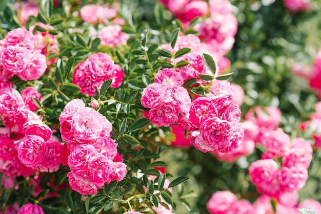 Natuurlijke achtergrond, kleine roze bloeiwijzen van rozen. Mooie verse rozen in de natuur