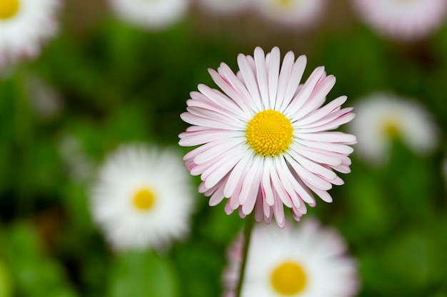 Natuurlijke achtergrond met bloeiende madeliefjes bellis perennis soft focus