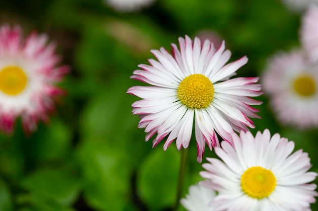 Natuurlijke achtergrond met bloeiende madeliefjes bellis perennis Soft focus