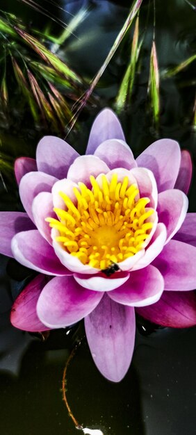 Foto natuurlijke achtergrond met bloemen