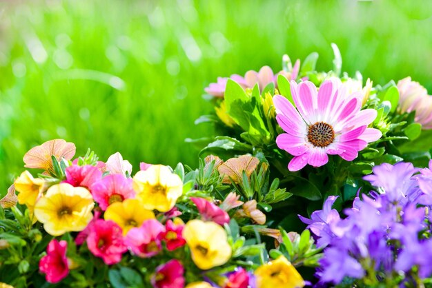 Natuurlijke achtergrond met bloemen