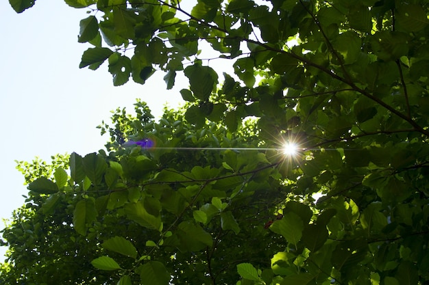 Natuurlijke achtergrond met boomtakken en zonlicht