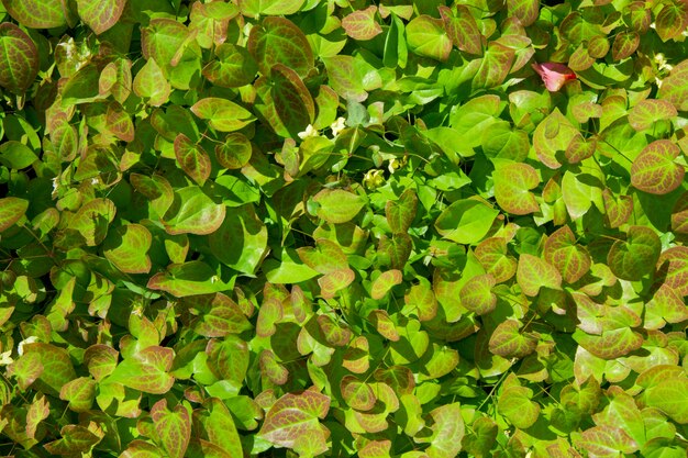 Natuurlijke achtergrond met echt blad