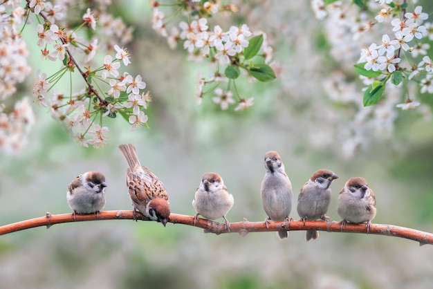 Foto natuurlijke achtergrond met kleine vogels op een tak witte kersenbloesem in de meituin