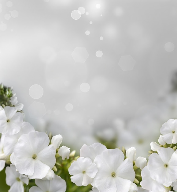 Natuurlijke achtergrond met prachtige witte bloemen