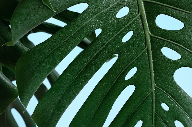 Natuurlijke achtergrond met tropisch monsterablad close-up.