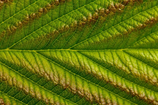 Natuurlijke achtergrond of textuur, groen frambozenblad, close-up.