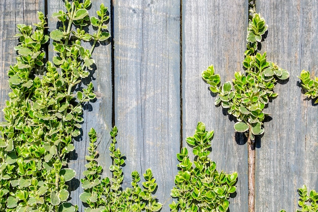 Natuurlijke achtergrond. Oude houten hek en jonge twijgen van een plant met groene bladeren. Plaats voor tekst.