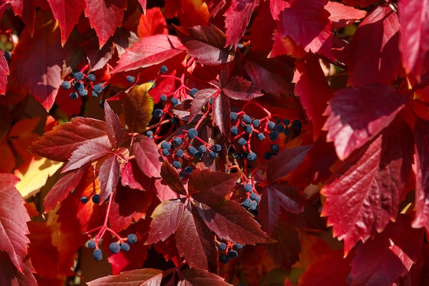 Natuurlijke achtergrond - struik met felrode herfstbladeren en blauwe bessen