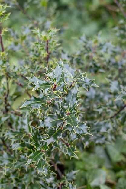 Natuurlijke achtergrond textuur groene bladeren