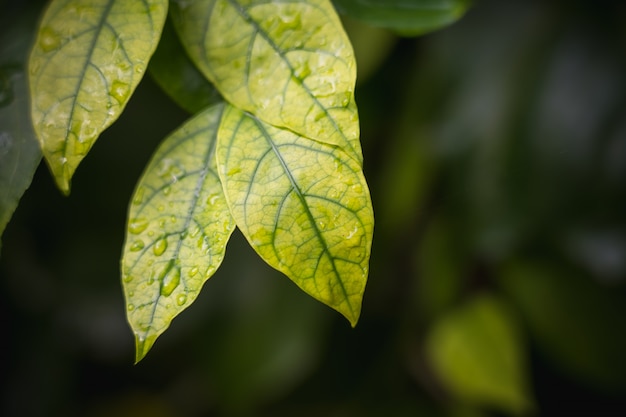 Natuurlijke achtergrond van fel groen wazig abstracte stijl uit planten blad