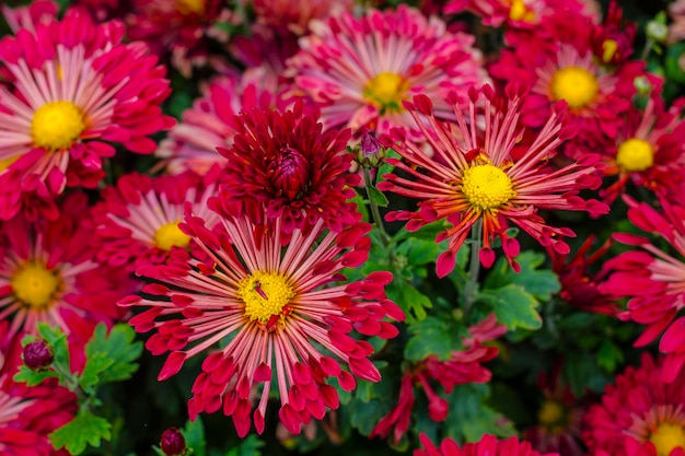 Natuurlijke achtergrond van felpaarse chrysanten Prachtig bloemenboeket