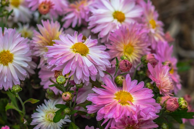 Natuurlijke achtergrond van felpaarse chrysanten Prachtig bloemenboeket