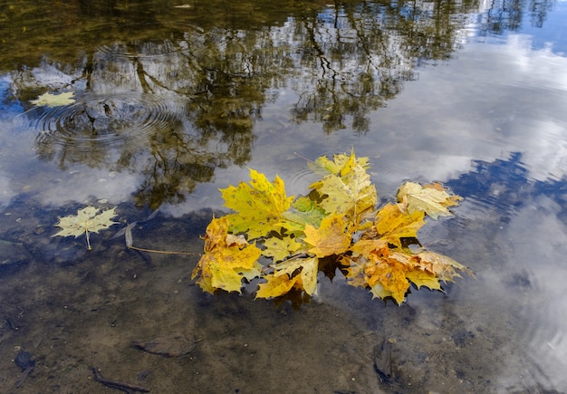 Natuurlijke achtergrond van gele esdoornbladeren op het wateroppervlak van de rivier