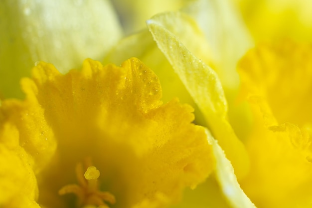 Natuurlijke achtergrond van gele narcissenSelectieve focus